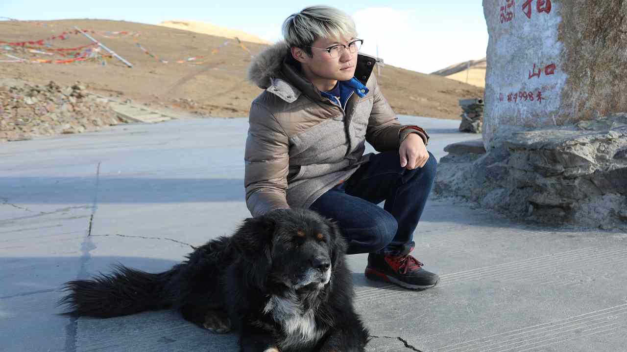 mastino tibetano orso nero asiatico