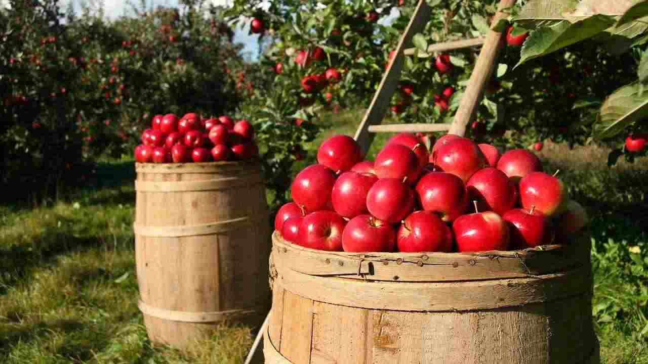 diventare imprenditore agricolo 