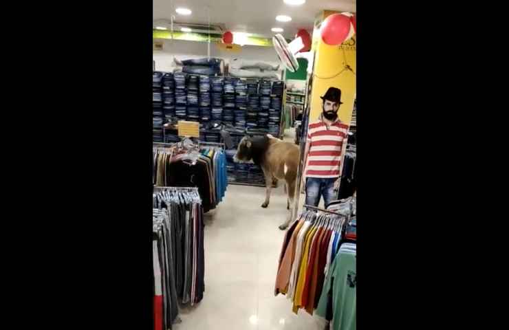 vacca india entra negozio