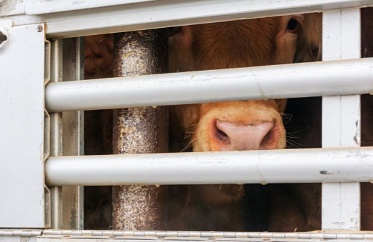 trasporto animali vivi condizioni crudeli