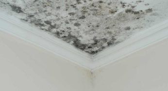 Muffa in una casa per le vacanze: sbarazzatene all’istante