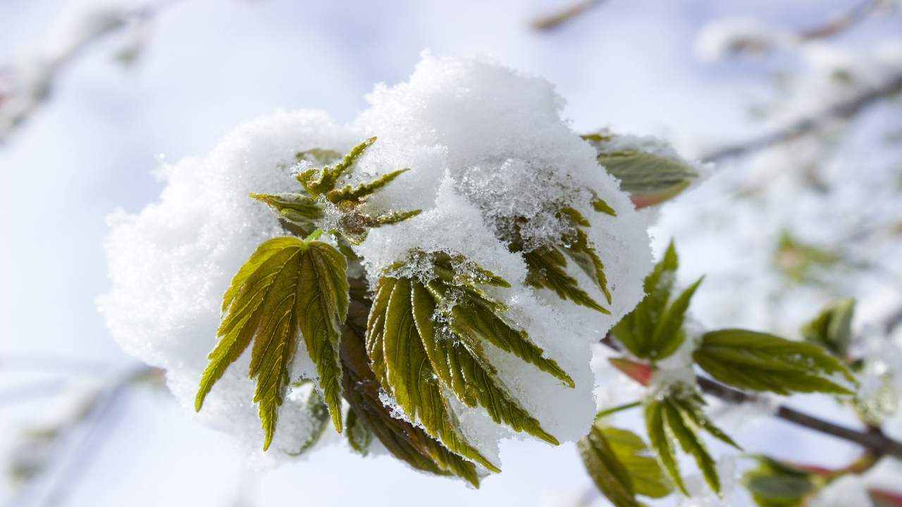 neve gelo foglie 