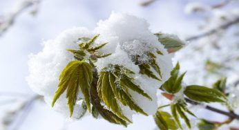 Improvvise nevicate e freddo: è pericoloso per le piante?