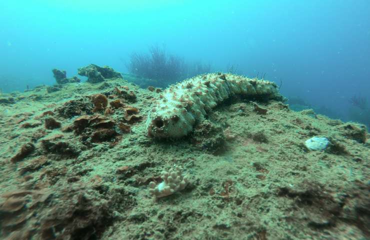 innalzamento livello mare scioglimento ghiacciai