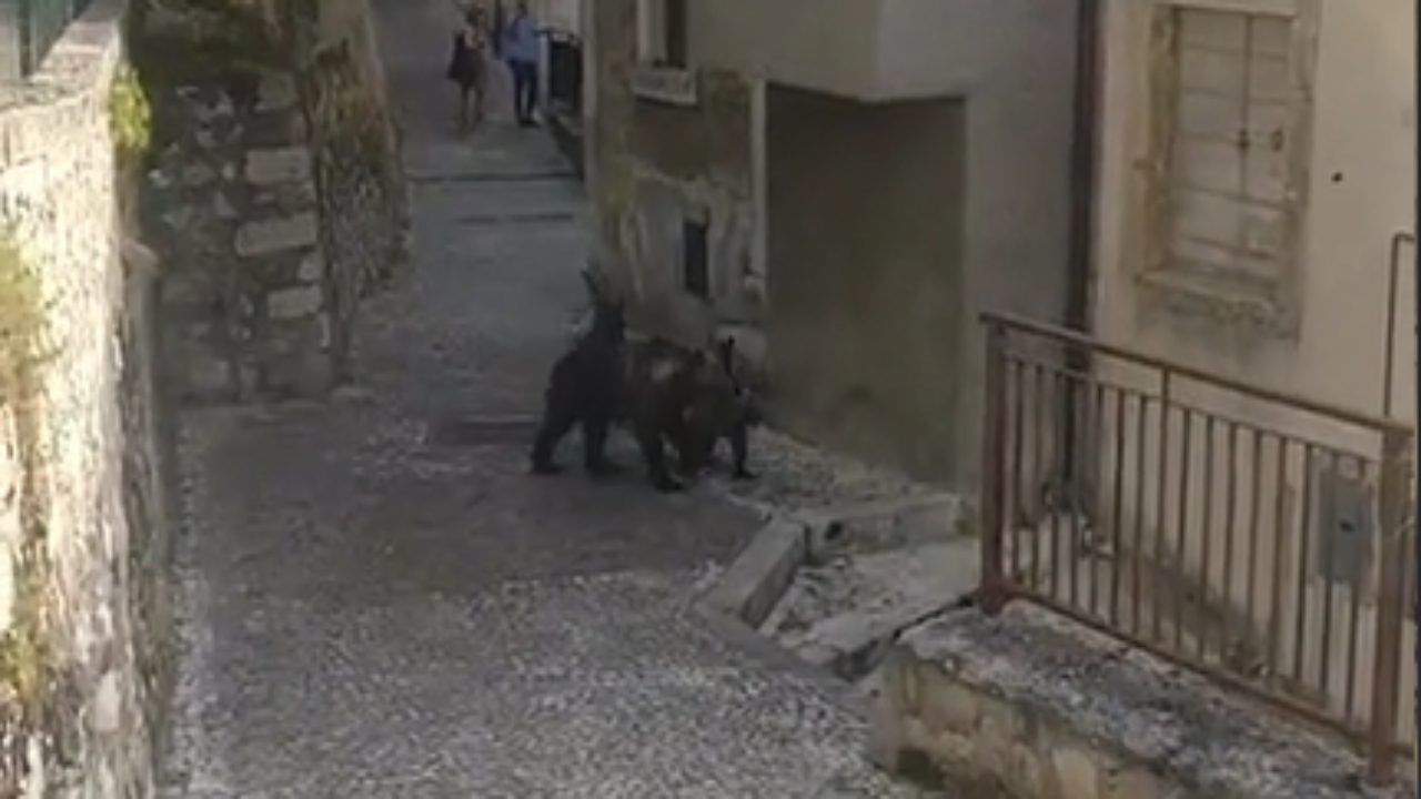 orsa con i cuccioli passeggia per le vie della città