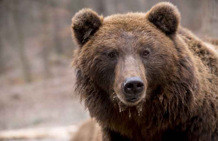 mamma orsa con i cuccioli