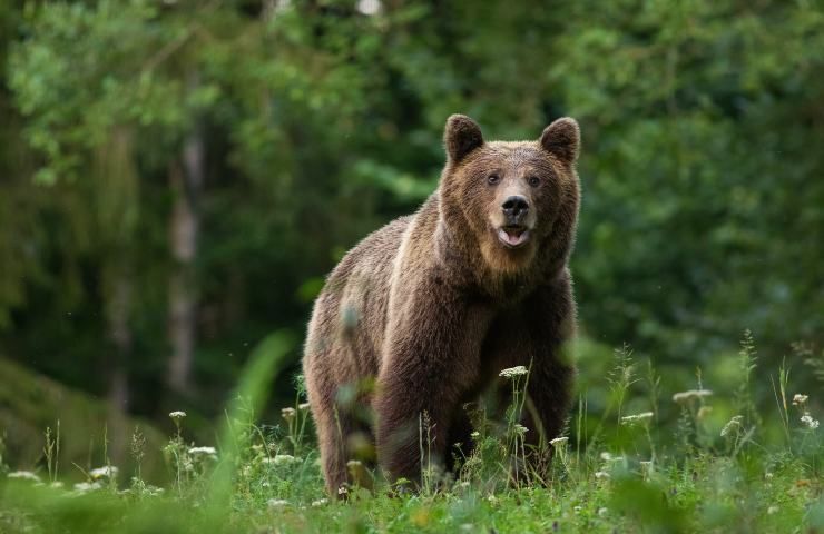 lupi orsi nel bosco come rispettarli