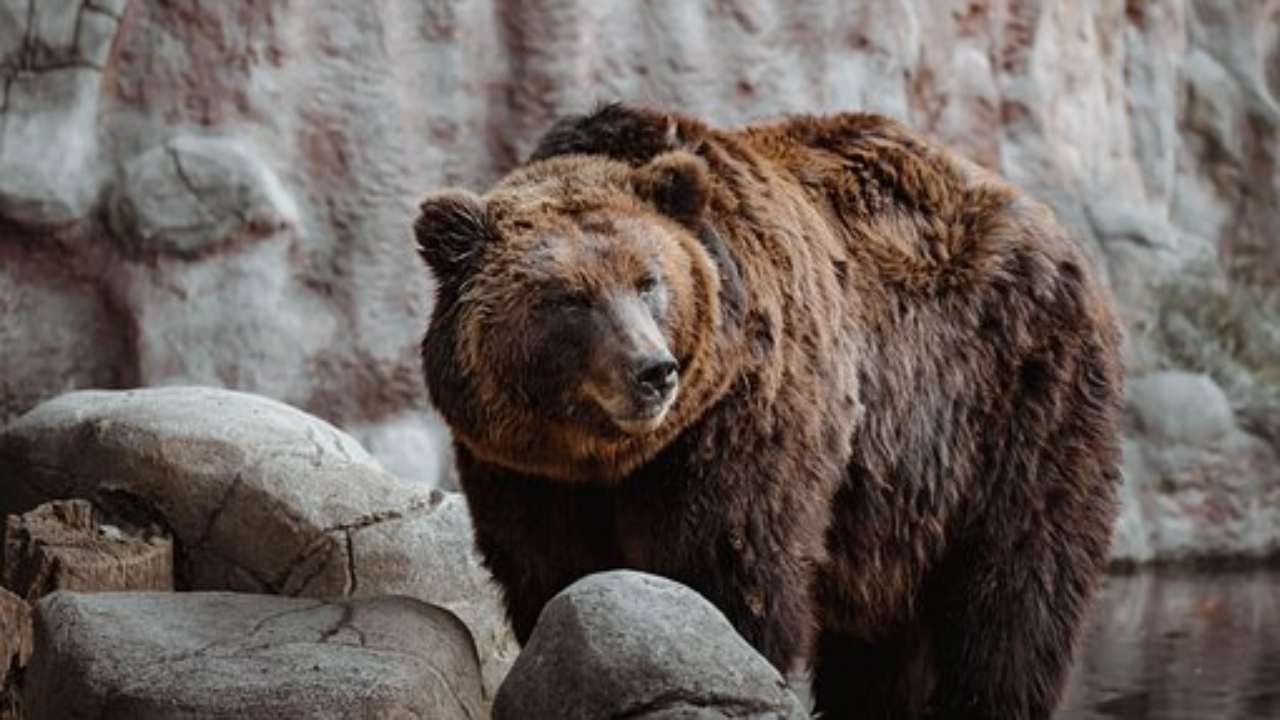 orsi perché attaccano uomo