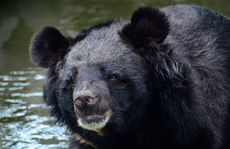 orso nero asiatico specie protetta