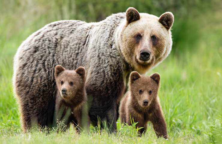 orsa con i cuccioli passeggia per le vie della città