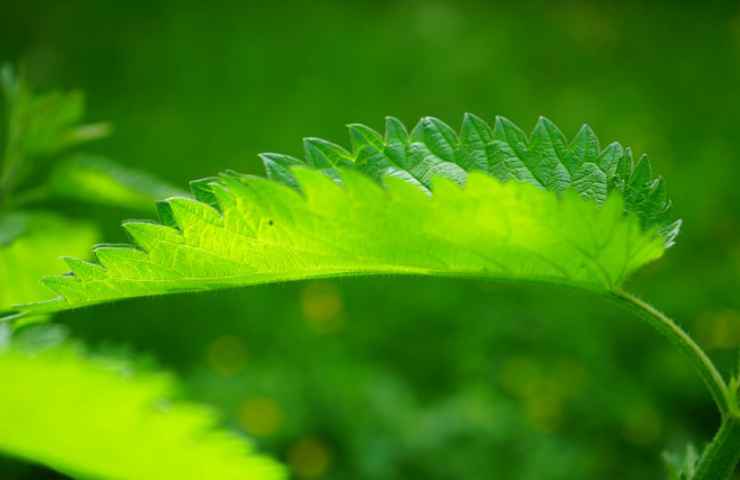 profilo foglia verde