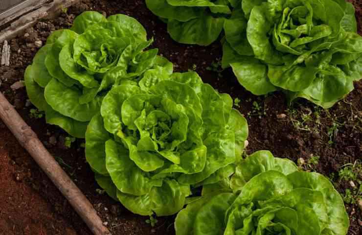 insalata orto impianti