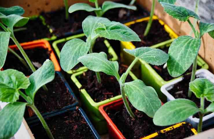 piante zucchine foglie