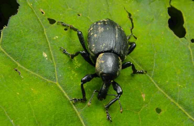 parassita foglia verde