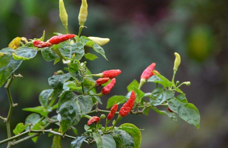 peperoncino falsi miti quali sono