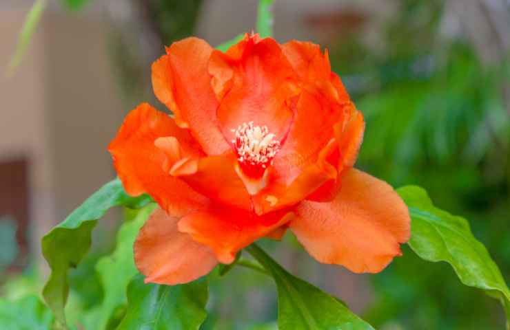 coltivare cactus rose