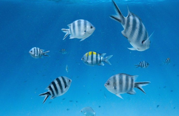 pesci nuotano sguardo verso il basso