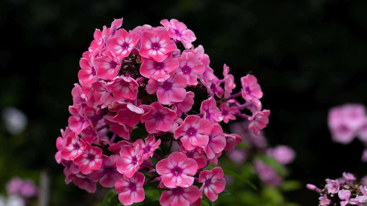 phlox fucsia fiori 