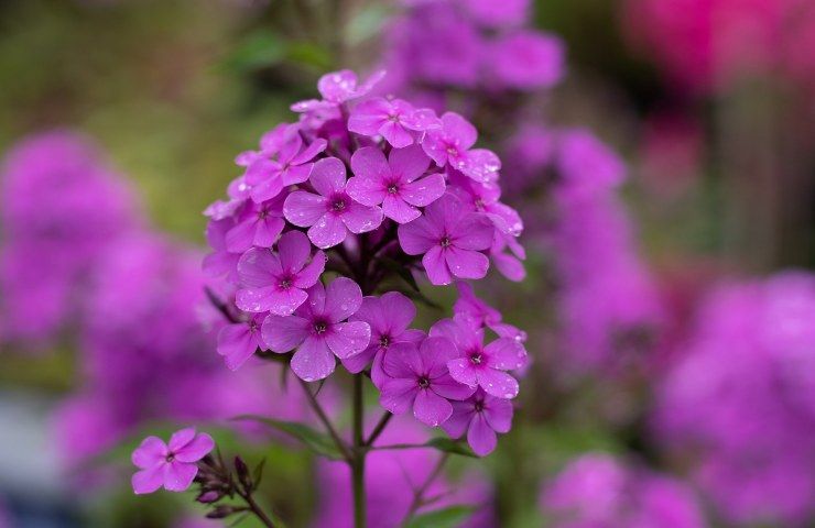 phlox viola pianta