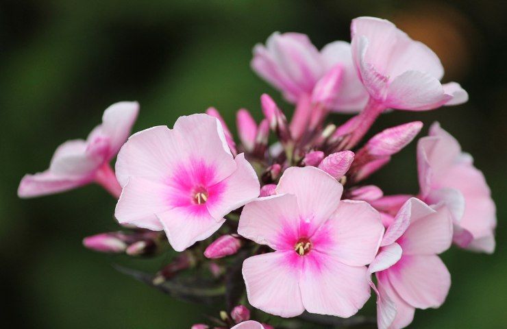 Phlox rosa pianta