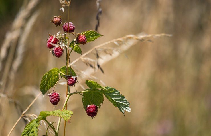 Lamponi frutti pianta 