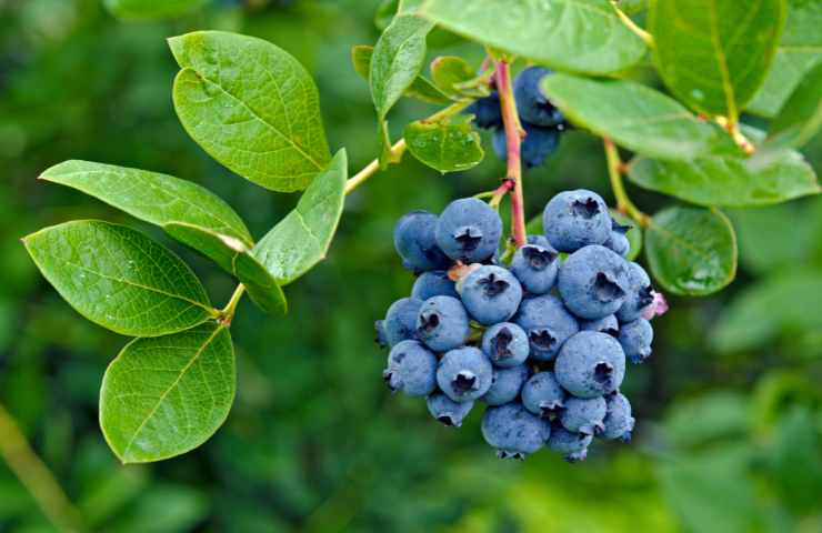 coltivare bene i frutti di bosco