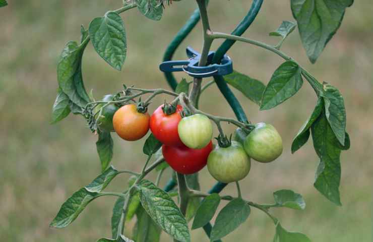 pomodori pianta giardino