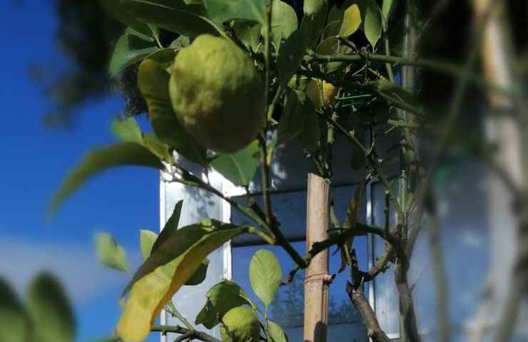 pianta verde limoni