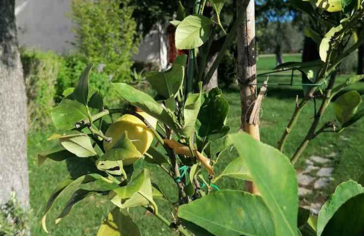 foglie pianta limoni