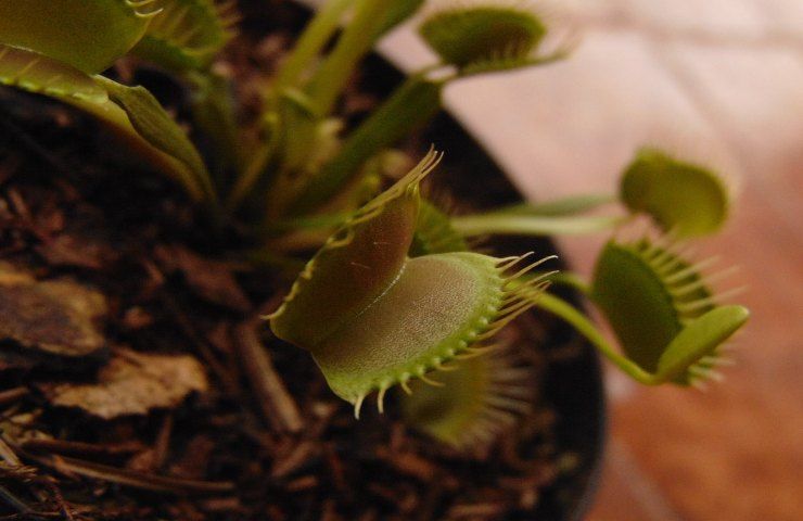 dionaea pianta cure 