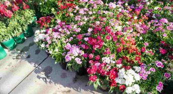 Esselunga, fino al 26 aprile sarà la festa dei fiori: tante le offerte per il tuo giardino