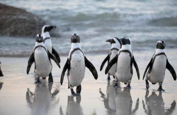 pinguini a rischio estinzione