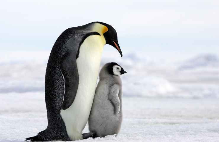 giornata mondiale del pinguino