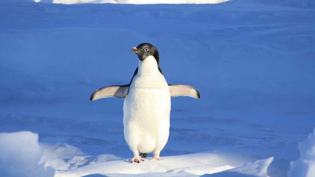 pinguini in pericolo