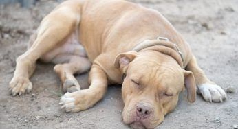 Chiuso in un armadio: cane salvato dai nuovi inquilini