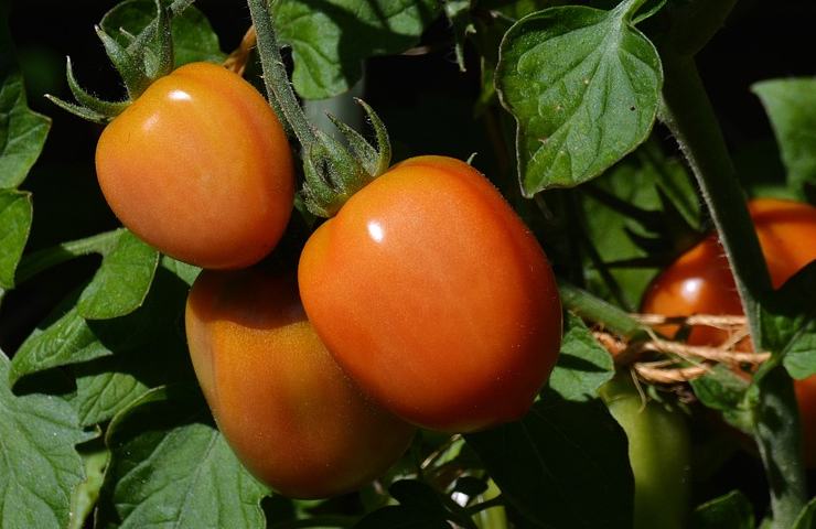 pomodori segreto orto 