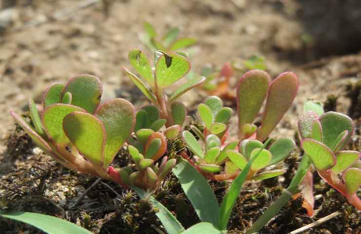 pianta portulaca natura