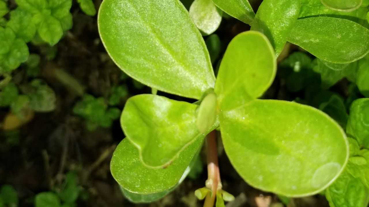 erba rimozione definitiva portulaca 