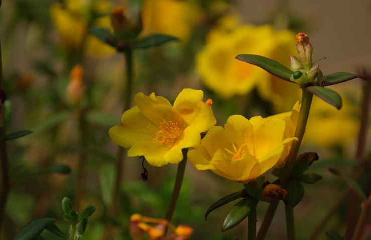 fiori gialli portulaca