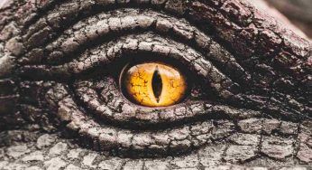 Scienziati senza parole: ritrovato grande predatore del mare