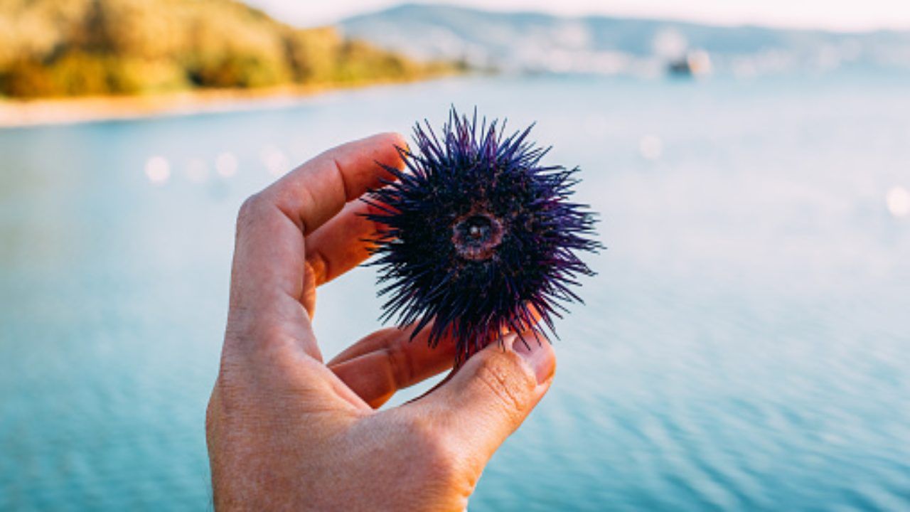 ricci di mare pesca interdetta puglia