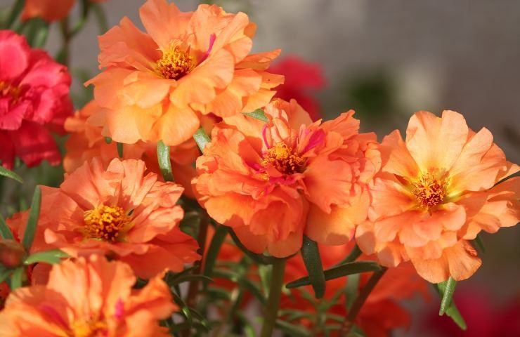 fioritura estate portulaca 