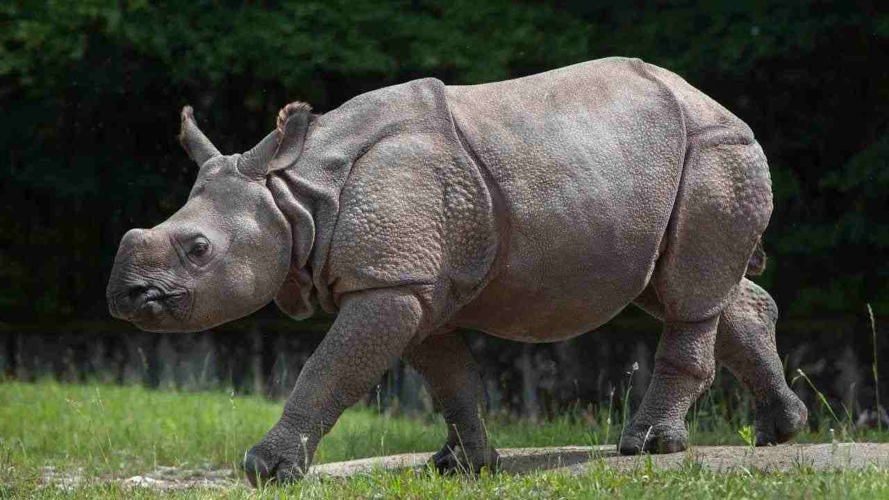 uomo fa il bagno con i rinoceronti