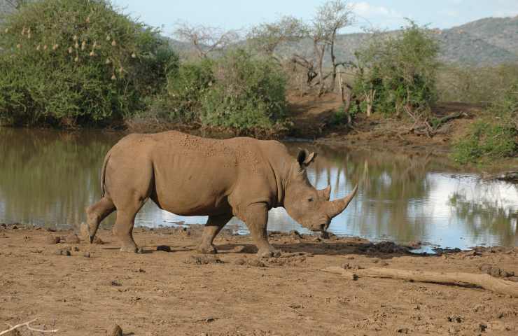 uomo fa il bagno con i rinoceronti