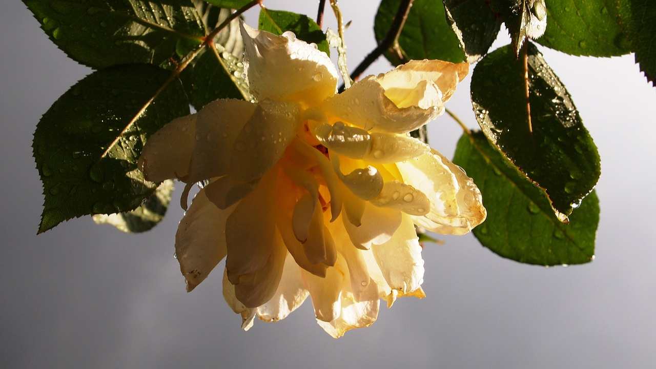 potatura rosa fiore 