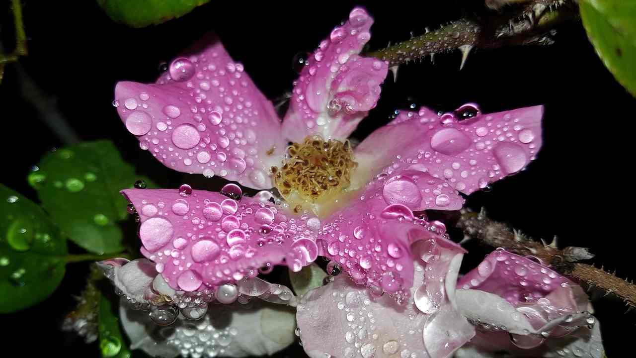 rosa pioggia coltivazione 