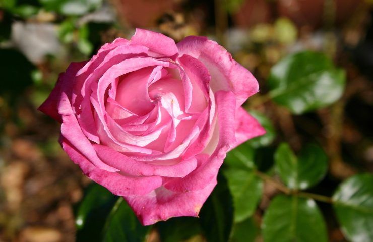 rosa petali coltivazione 