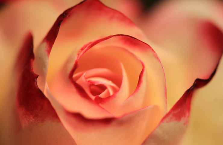 rosa arancio fiore