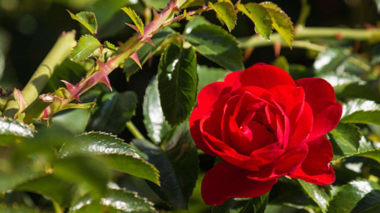 rose come coltivarle in giardino