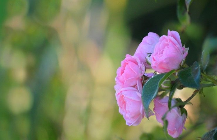 rose fiorite cura 